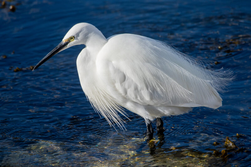 Aigrette garzette